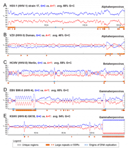 Figure 2 - G+C vs. A+T distribution spikes in herpesvirus repeat regions