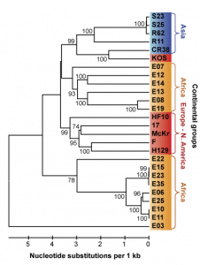 Figure 8 - Phylogenetic distances between HSV1 genomes