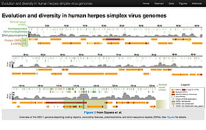 HSV 26-genome paper: