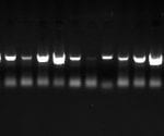 PCR UL13 14 Stocks HSV1