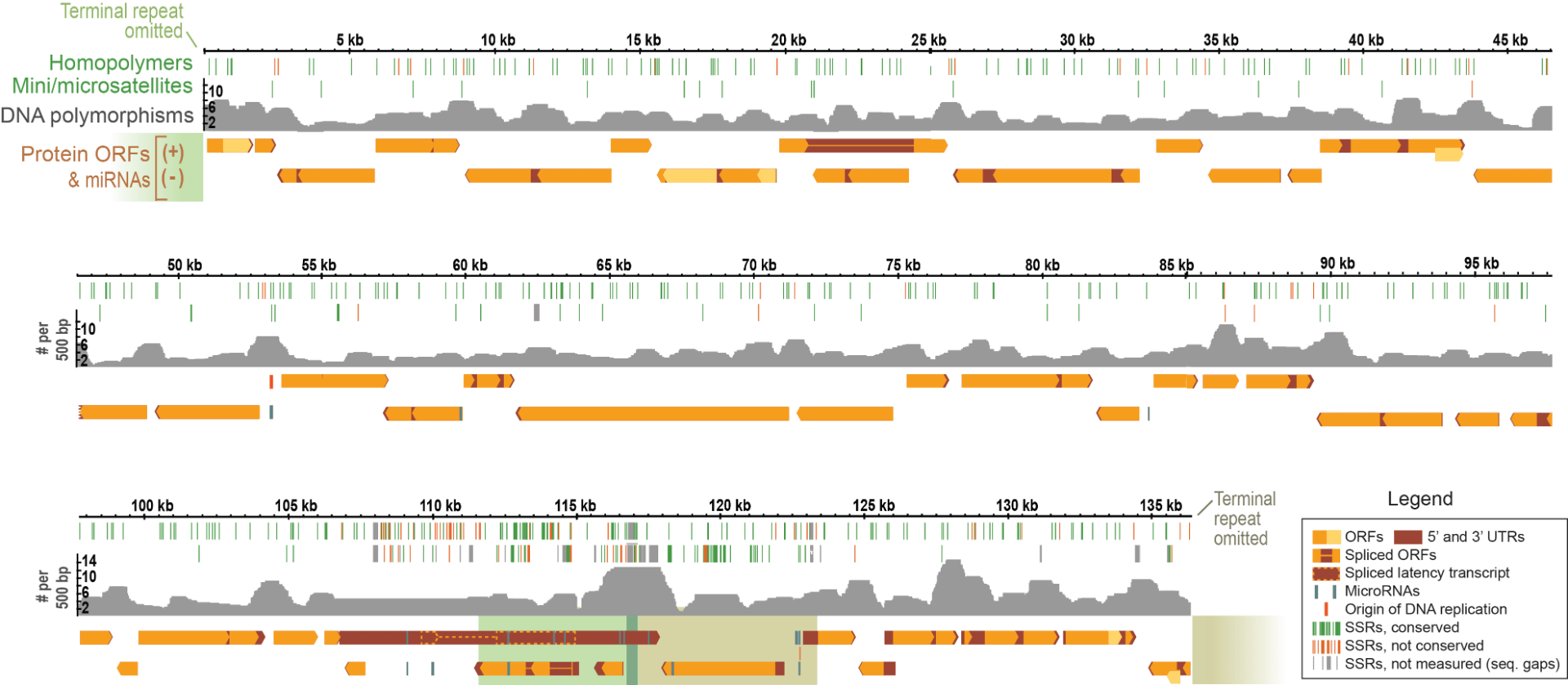 Overview of the HSV-1 genome depicting coding regions, noncoding features, polymorphisms, and short sequence repeats (SSRs). See Figures for details.